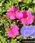 萍萍生活